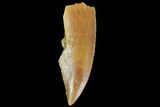 Serrated, Raptor Tooth - Large Specimen #87832-1